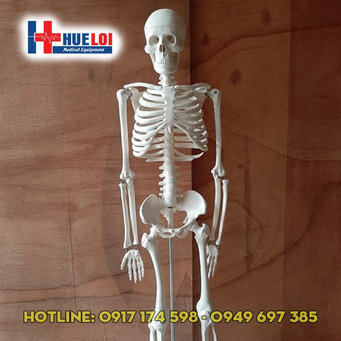 Mô hình bộ xương người 85cm-min MÔ HÌNH HỆ XƯƠNG NGƯỜI 85CM