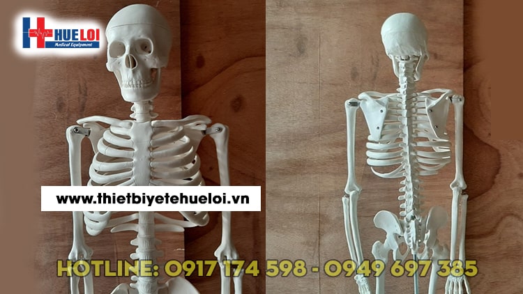 MÔ HÌNH HỆ XƯƠNG NGƯỜI 85CM