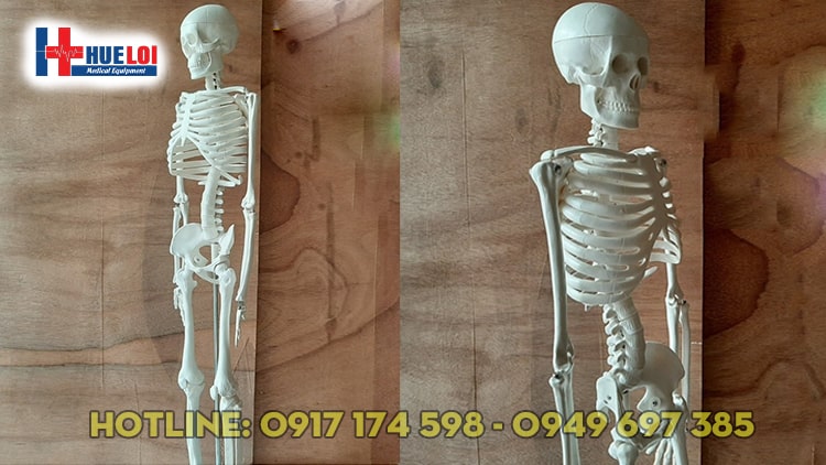 MÔ HÌNH HỆ XƯƠNG NGƯỜI 85CM