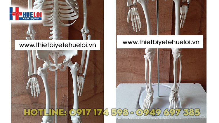 MÔ HÌNH HỆ XƯƠNG NGƯỜI 85CM